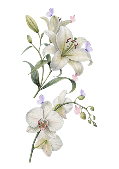 White floral wedding illustration